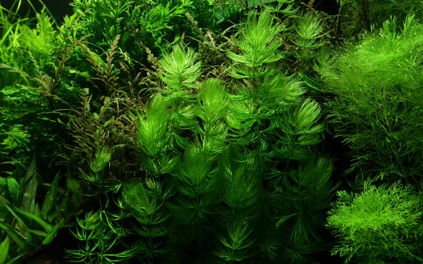 Ceratophyllum demersum 'Foxtail' - Hornkraut 'Foxtail'